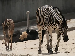 Zoo Madrid agosto 2010 1544 Zoo Madrid agosto 2010 1544