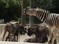 Zoo Madrid agosto 2010 1568 Zoo Madrid agosto 2010 1568