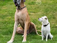 two-different-dogs-big-great-dane-small-white-mixed-breed-dog-sitting-next-to-each-other-backyard-76528216