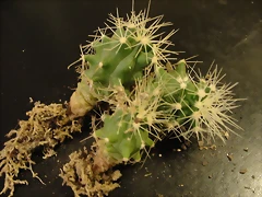 Ferocactus Glausences