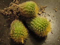 Notocactus L