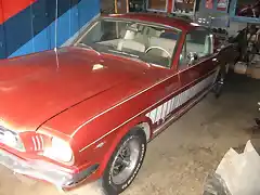 Mustang Gaby 2