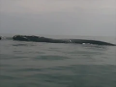 Ballenas 10