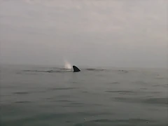 Ballenas 11