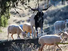 25, macho cabro, marca