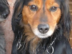 aramis4 aramis4