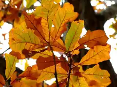 Quercus stellata-treegrow