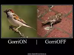 GorrionGorrioff_2
