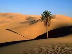 sahara2