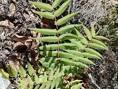 Ailanthus altissima