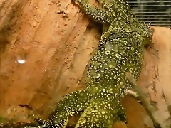 Varanus salvator (12-10-16 Acuario Fluvial de Zaragoza) Varanus salvator (12-10-16 Acuario Fluvial de Zaragoza)