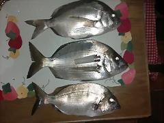 sarguitos sarguitos