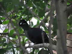 TURACO DE HARTLAUB