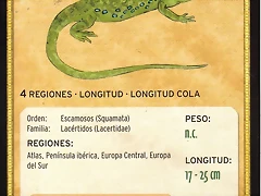 lagarto ocelado