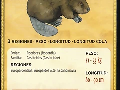 castor europeo