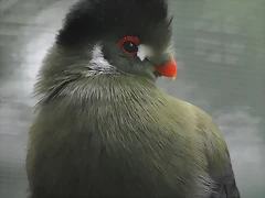 TURACO DE MEJILLAS BLANCAS