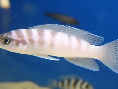Neolamprologus cylindricus (5-8-17 Zoo Zajac) Neolamprologus cylindricus (5-8-17 Zoo Zajac)