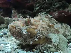 Cabracho (Scorpaena scrofa) Acuario Municipal de Santa Pola, Alicante